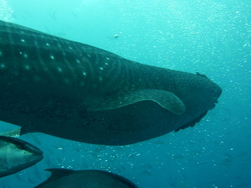 galapagy