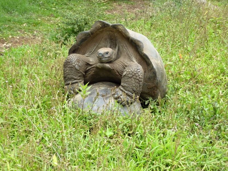 galapagy