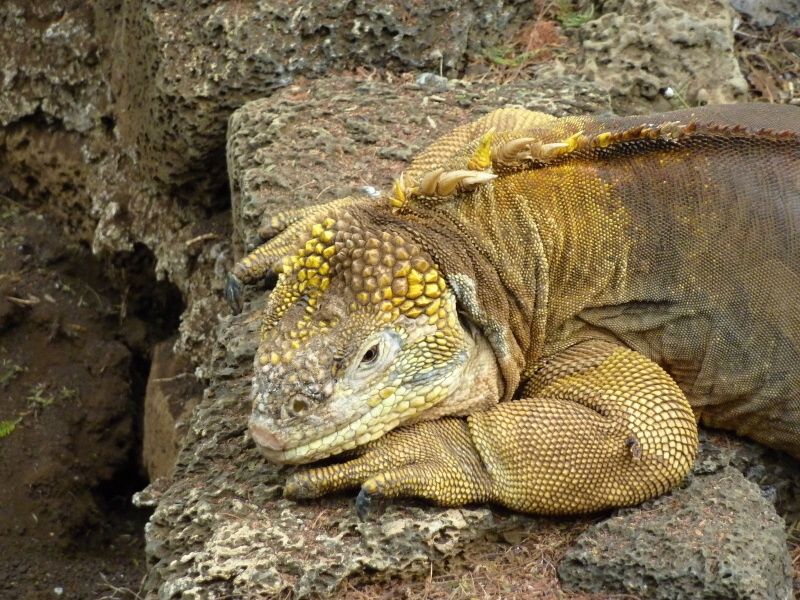 galapagy